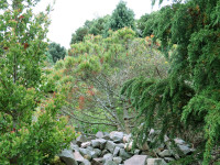 Royal Botanic Garden Edinburgh